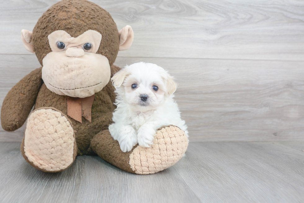 Best Maltipoo Baby