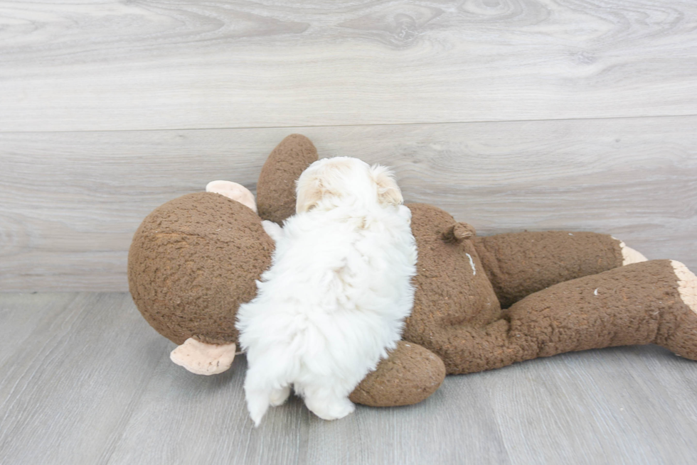 Fluffy Maltipoo Poodle Mix Pup