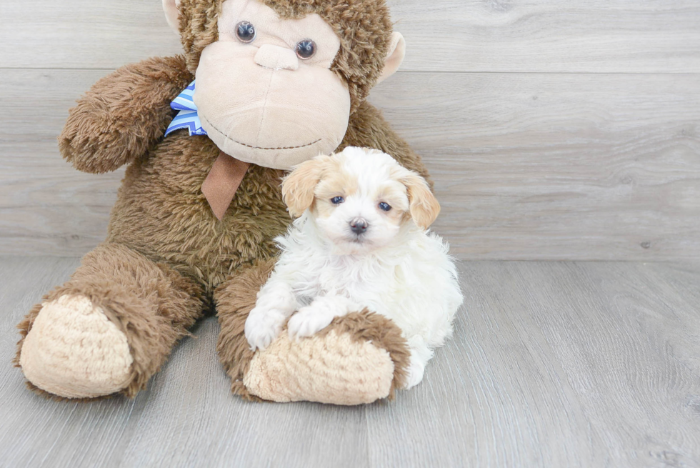 Little Maltepoo Poodle Mix Puppy