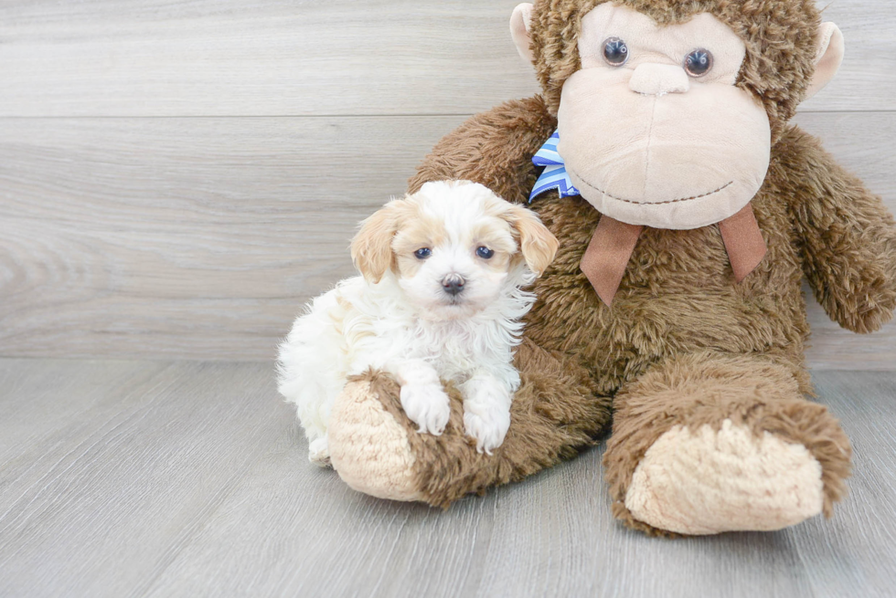 Little Maltepoo Poodle Mix Puppy