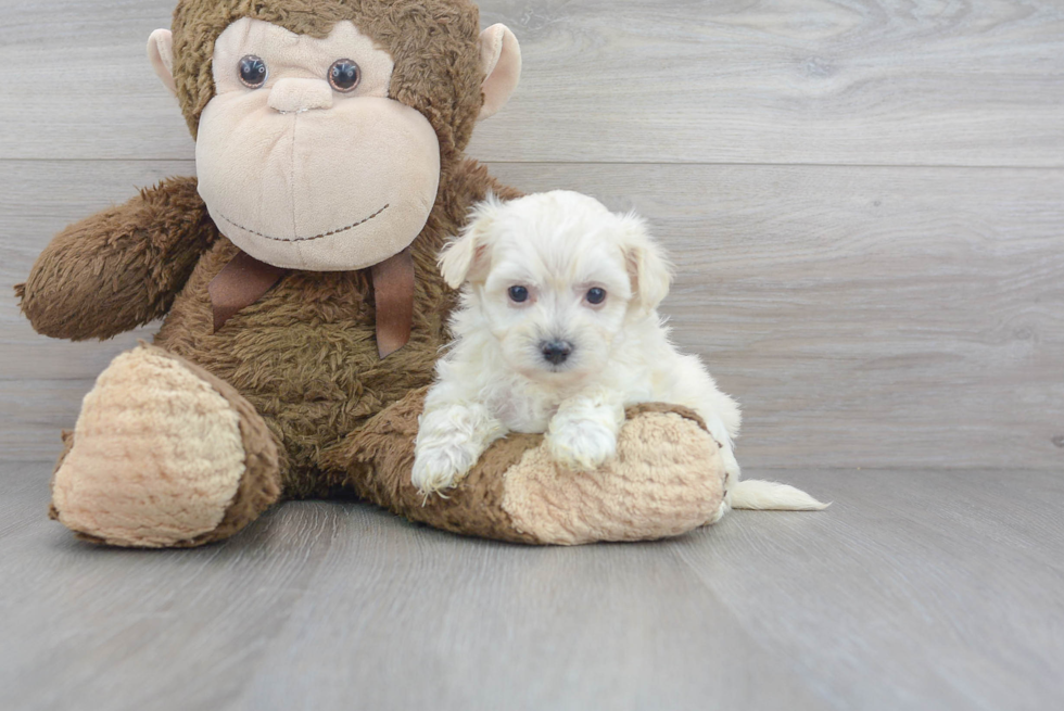 Best Maltipoo Baby