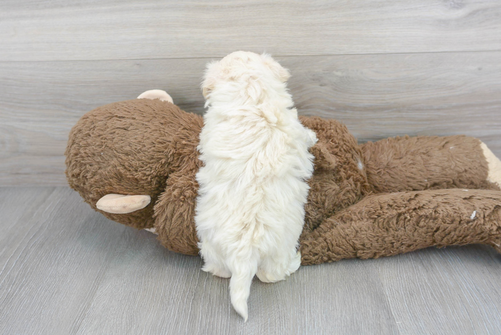 Energetic Maltepoo Poodle Mix Puppy