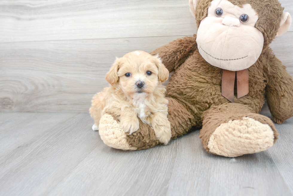 Maltipoo Pup Being Cute