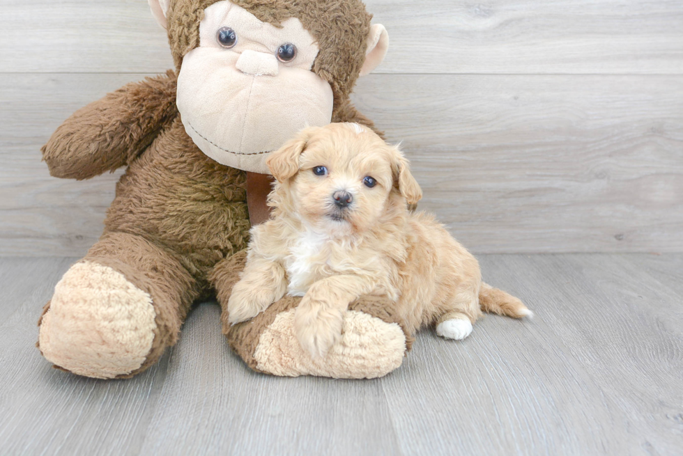 Fluffy Maltipoo Poodle Mix Pup