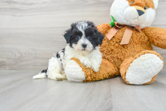 Sweet Maltipoo Baby