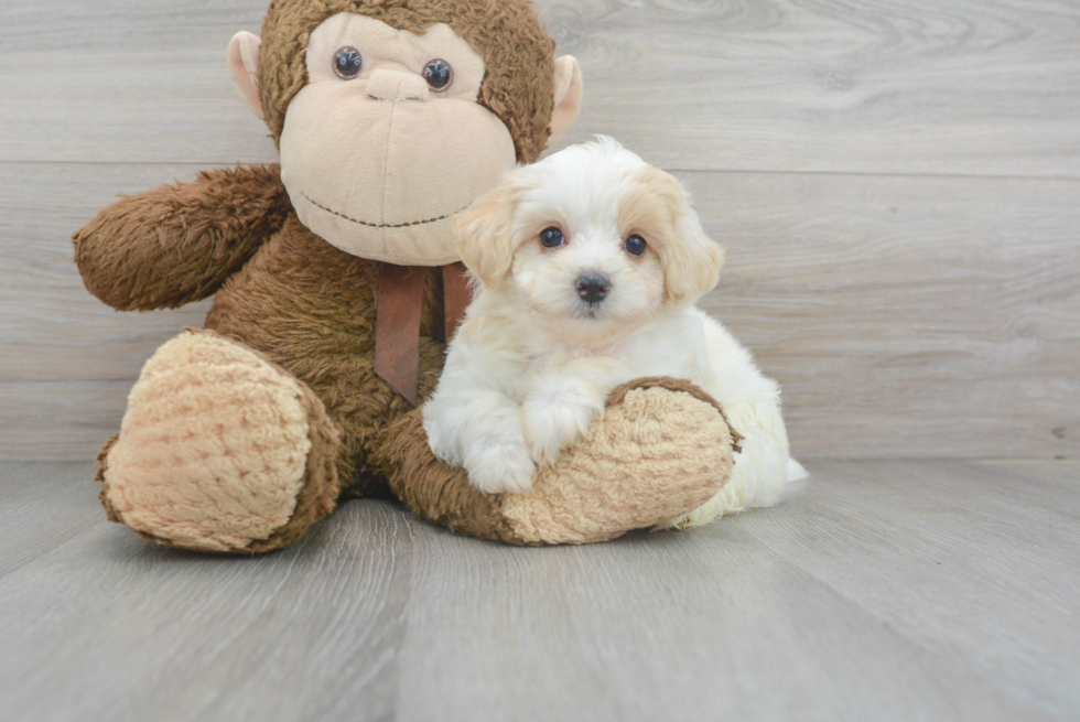 Maltipoo Pup Being Cute