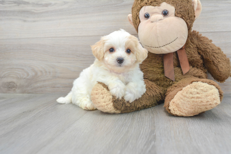 Popular Maltipoo Poodle Mix Pup