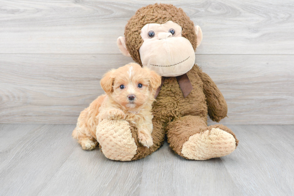 Funny Maltipoo Poodle Mix Pup