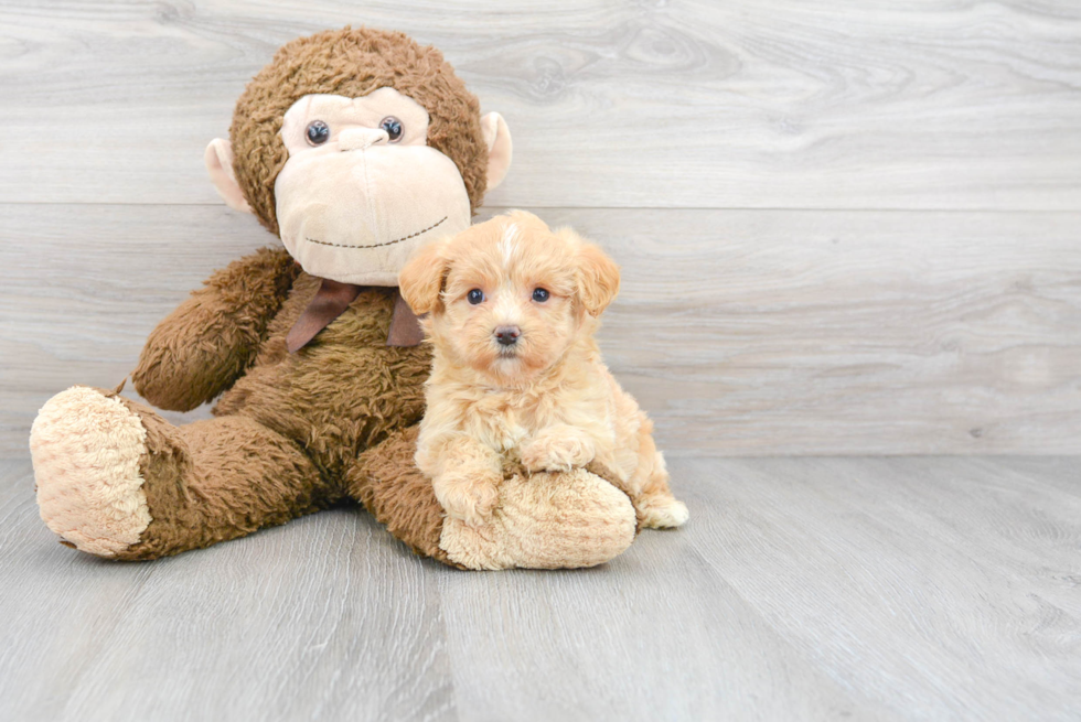 Little Maltepoo Poodle Mix Puppy