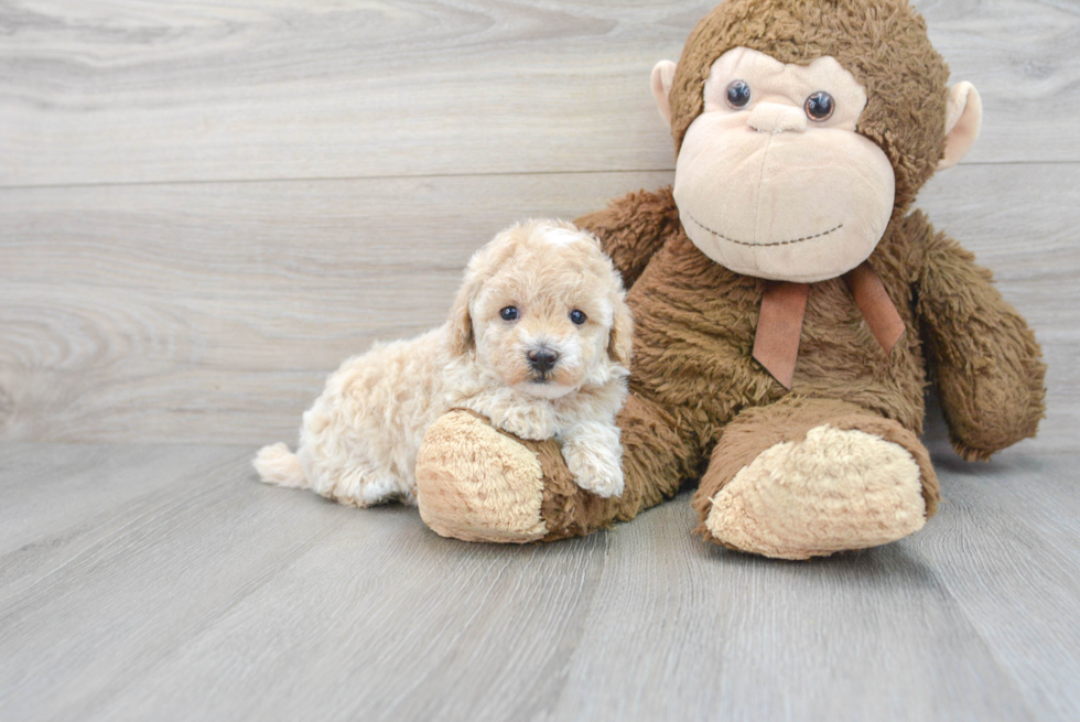 Maltipoo Puppy for Adoption