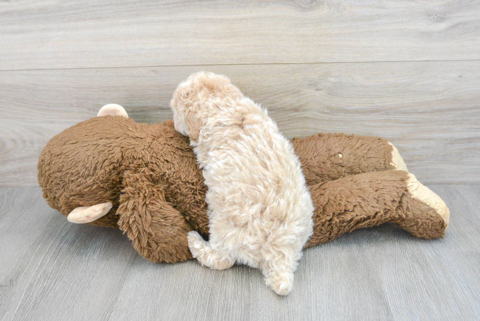 Maltipoo Pup Being Cute