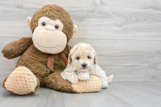 Small Maltipoo Baby