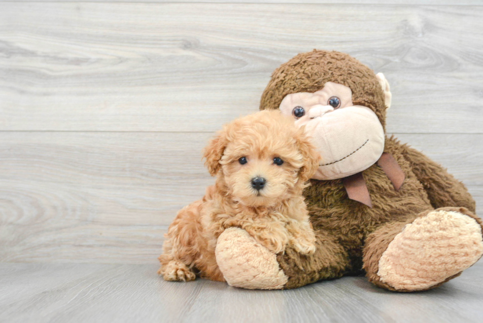 Maltipoo Pup Being Cute