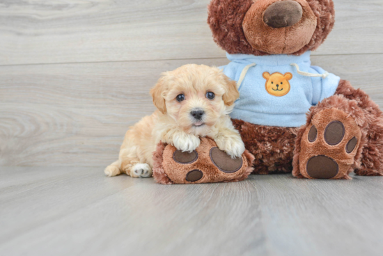 Cute Maltipoo Baby