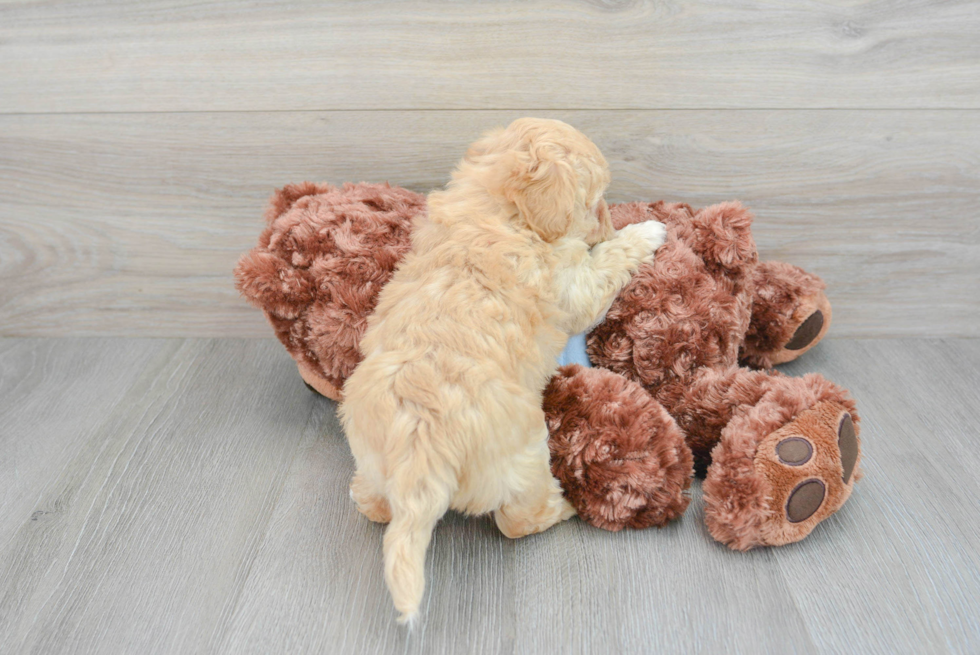 Funny Maltipoo Poodle Mix Pup