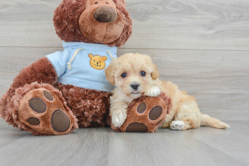 Maltipoo Pup Being Cute