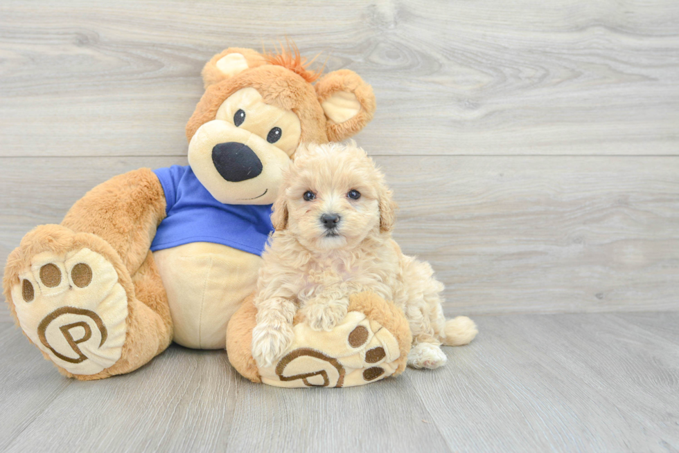 Fluffy Maltipoo Poodle Mix Pup