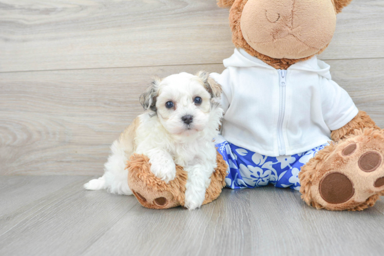 Happy Maltipoo Baby