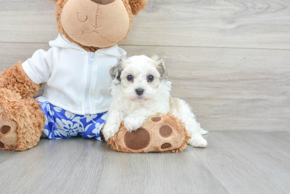 Best Maltipoo Baby