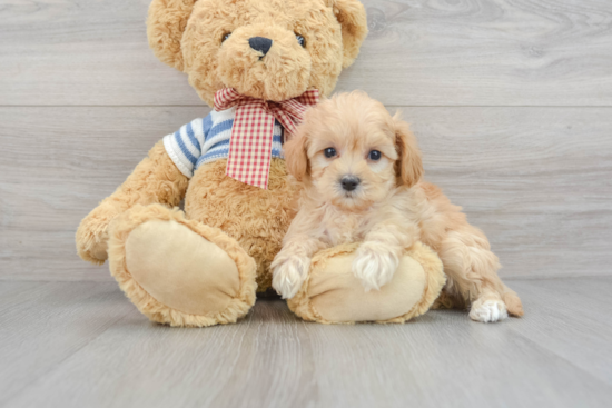 Maltipoo Pup Being Cute