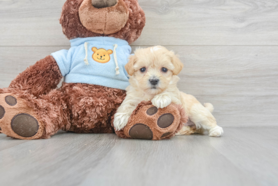 Fluffy Maltipoo Poodle Mix Pup