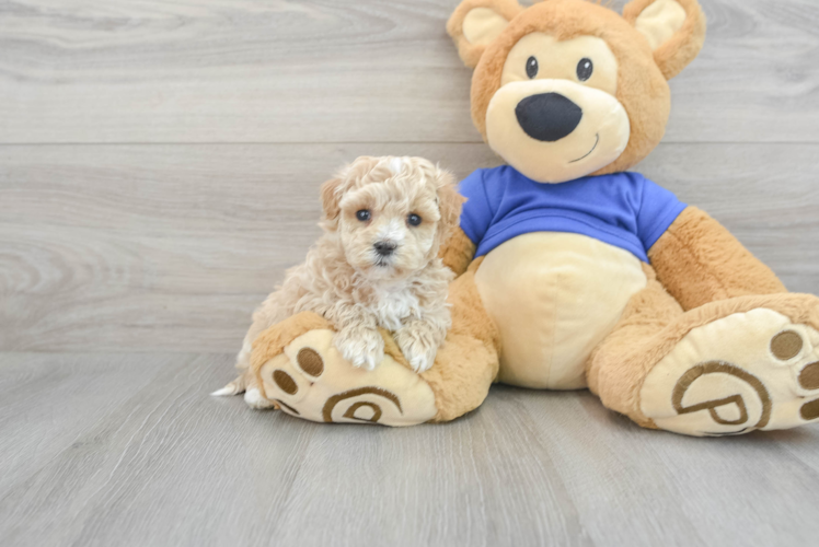 Little Maltese Poodle Poodle Mix Puppy