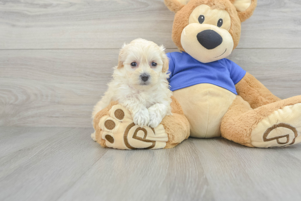 Adorable Maltepoo Poodle Mix Puppy