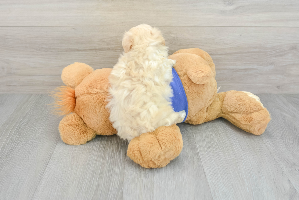 Maltipoo Puppy for Adoption