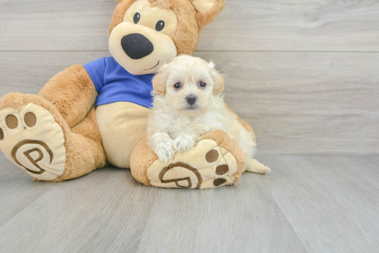 Smart Maltipoo Poodle Mix Pup