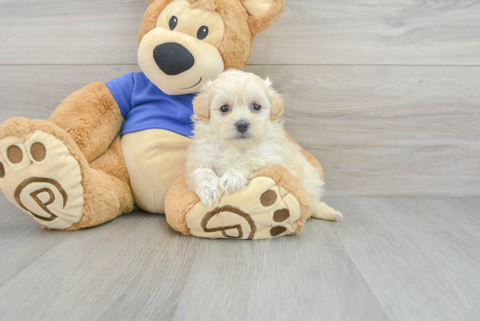 Smart Maltipoo Poodle Mix Pup