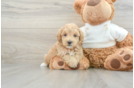 Maltipoo Pup Being Cute