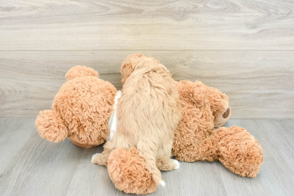 Fluffy Maltipoo Poodle Mix Pup