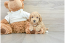 Funny Maltipoo Poodle Mix Pup