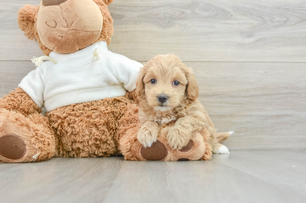 6 week old Maltipoo Puppy For Sale - Premier Pups