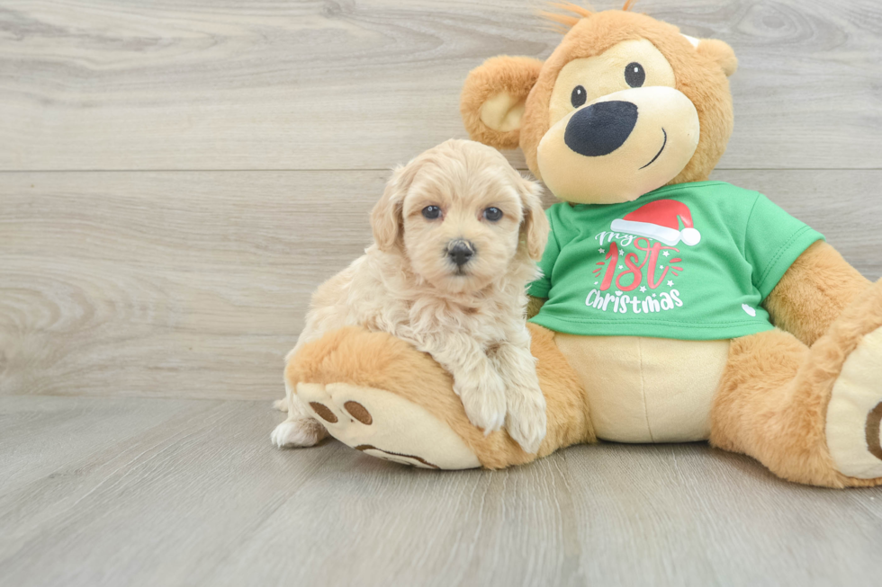 Adorable Malt Oodle Poodle Mix Puppy