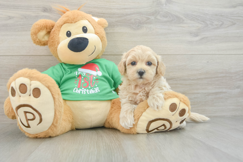 Petite Maltipoo Poodle Mix Pup