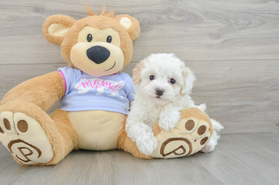 5 week old Maltipoo Puppy For Sale - Premier Pups