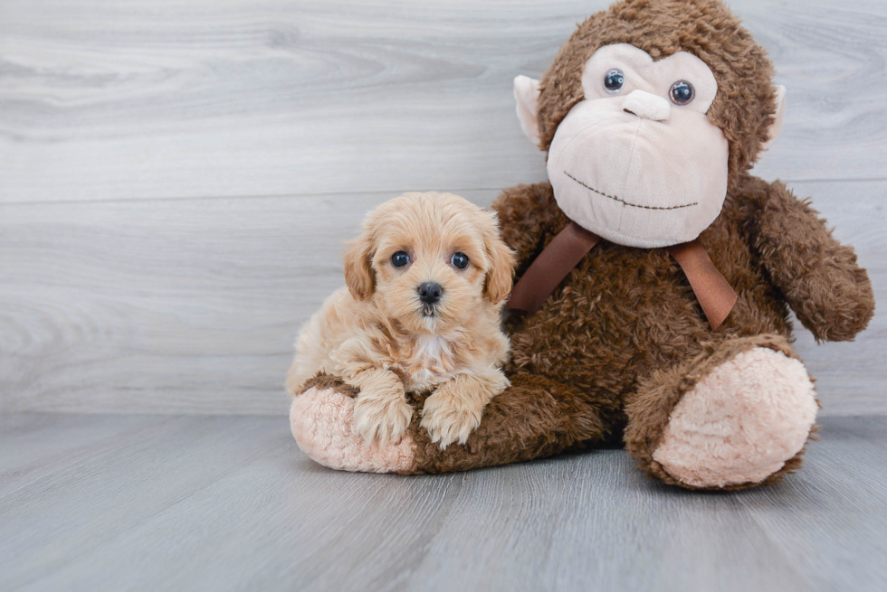 Petite Maltipoo Poodle Mix Pup