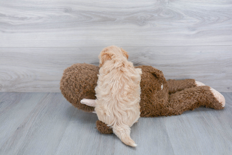 Maltipoo Pup Being Cute