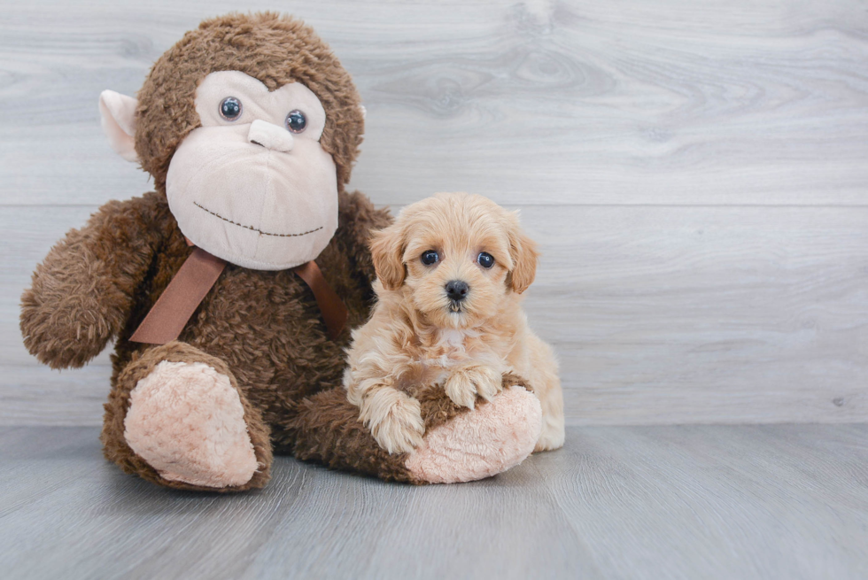 Maltipoo Pup Being Cute