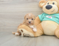 8 week old Maltipoo Puppy For Sale - Premier Pups