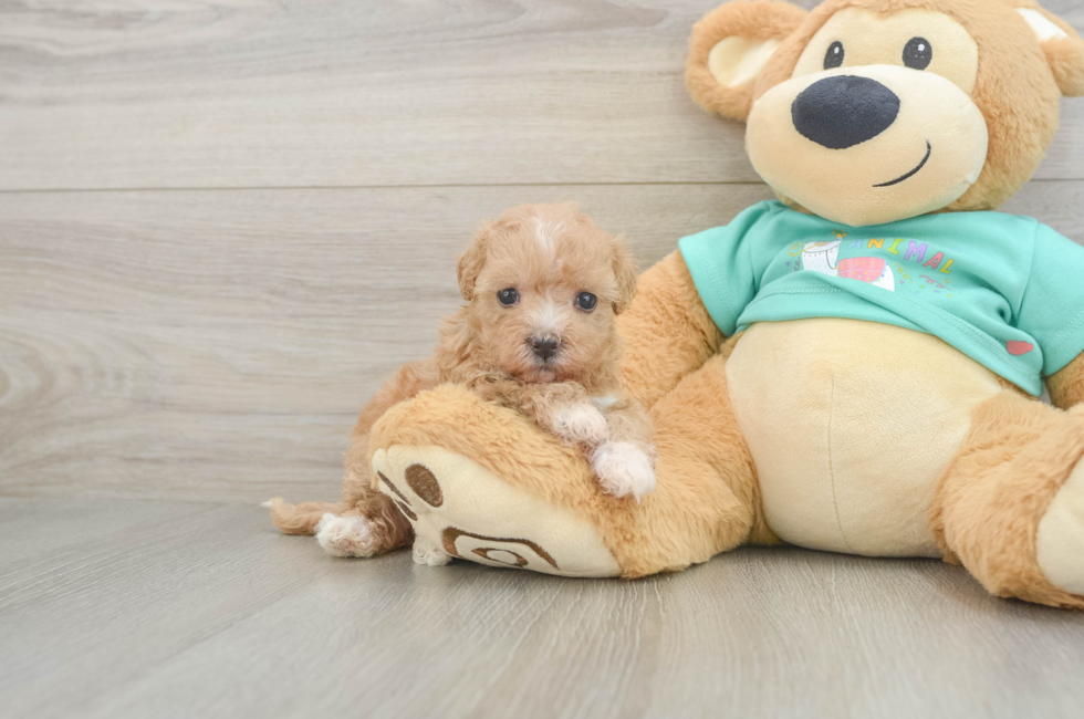 5 week old Maltipoo Puppy For Sale - Premier Pups