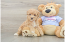 Maltipoo Pup Being Cute