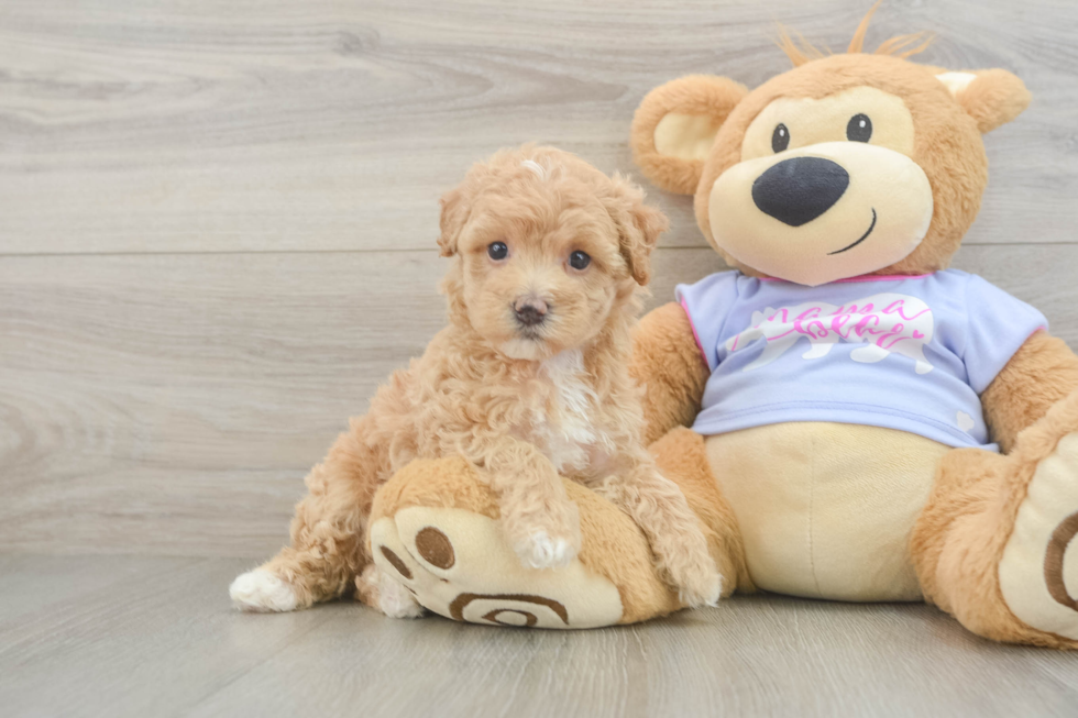Maltipoo Pup Being Cute