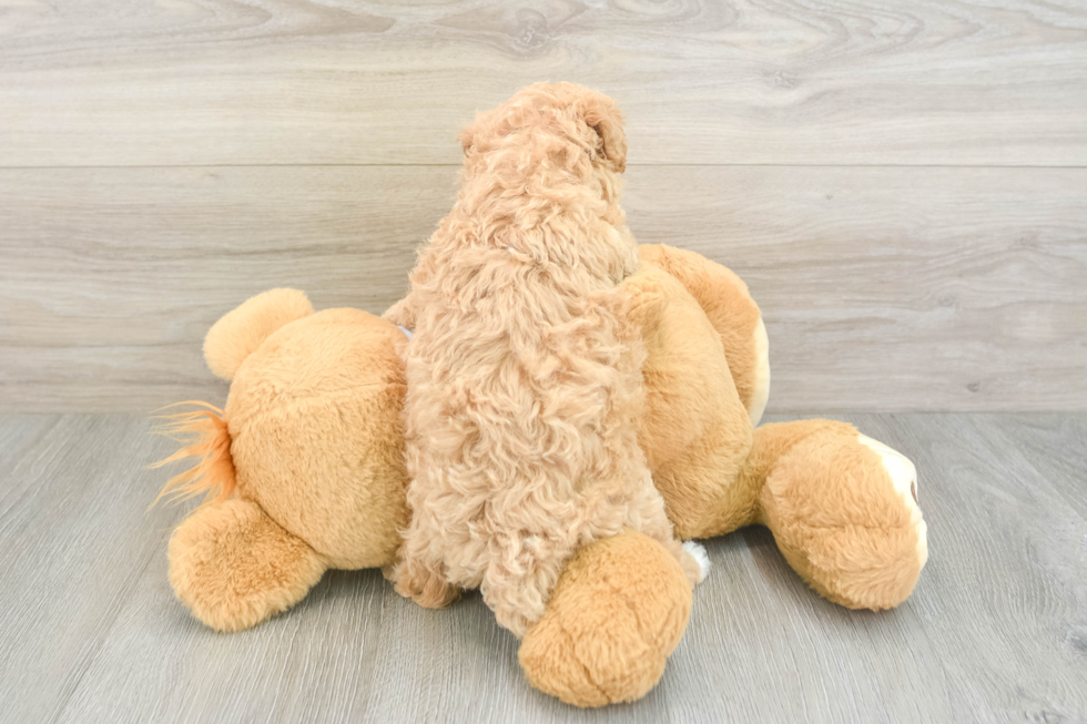 Hypoallergenic Maltese Poodle Poodle Mix Puppy