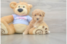Little Moodle Poodle Mix Puppy