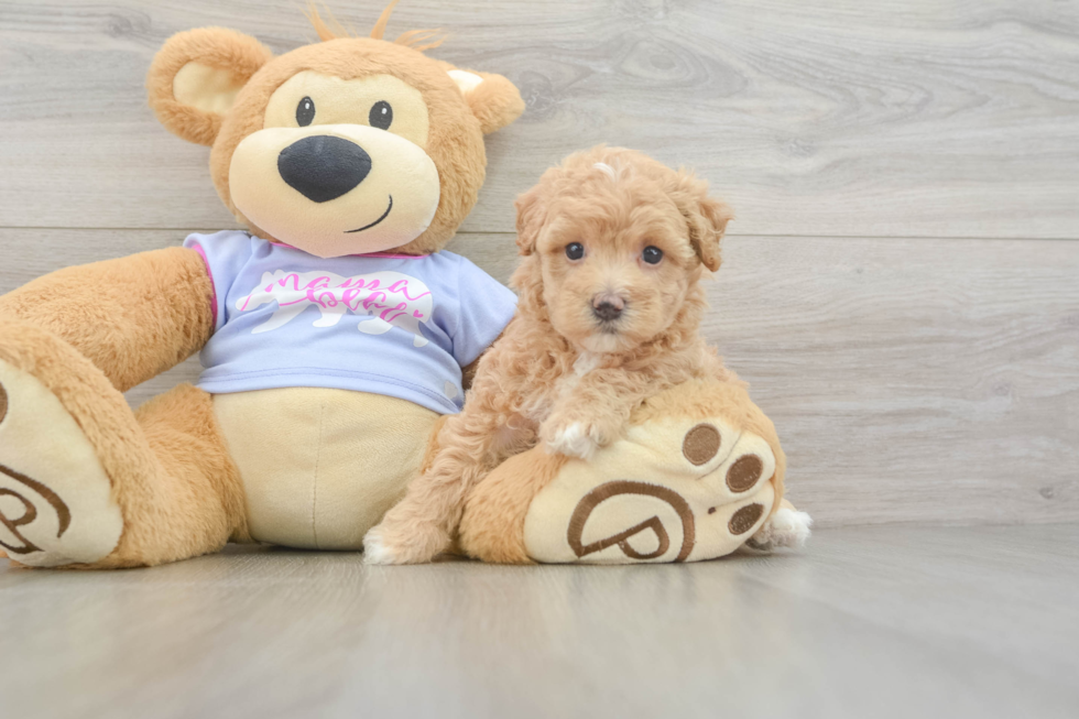 Little Moodle Poodle Mix Puppy