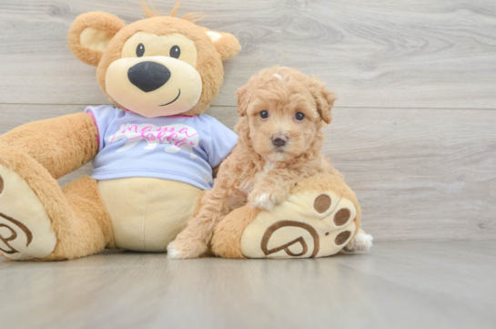 Little Moodle Poodle Mix Puppy