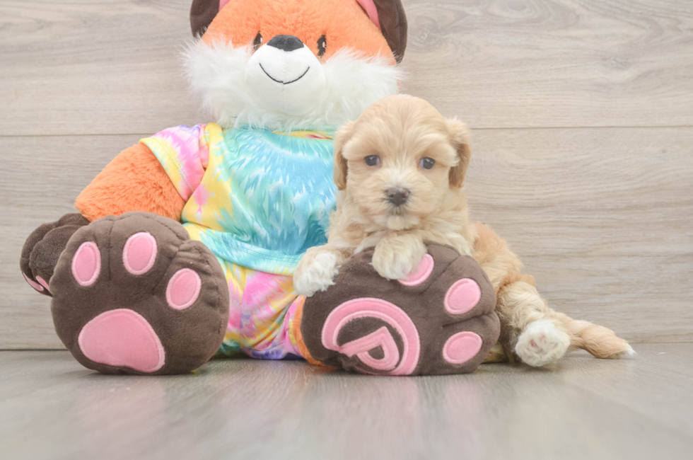 5 week old Maltipoo Puppy For Sale - Premier Pups
