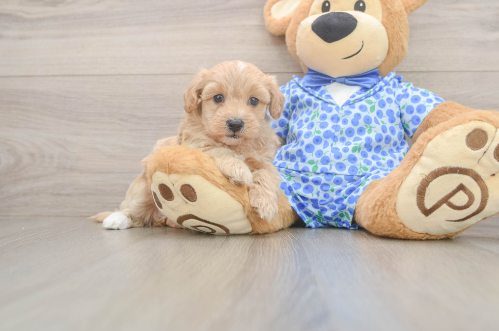 5 week old Maltipoo Puppy For Sale - Premier Pups